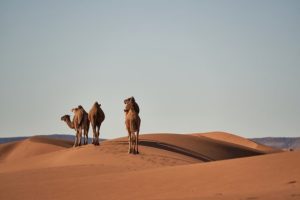 砂漠　サハラ砂漠　旅