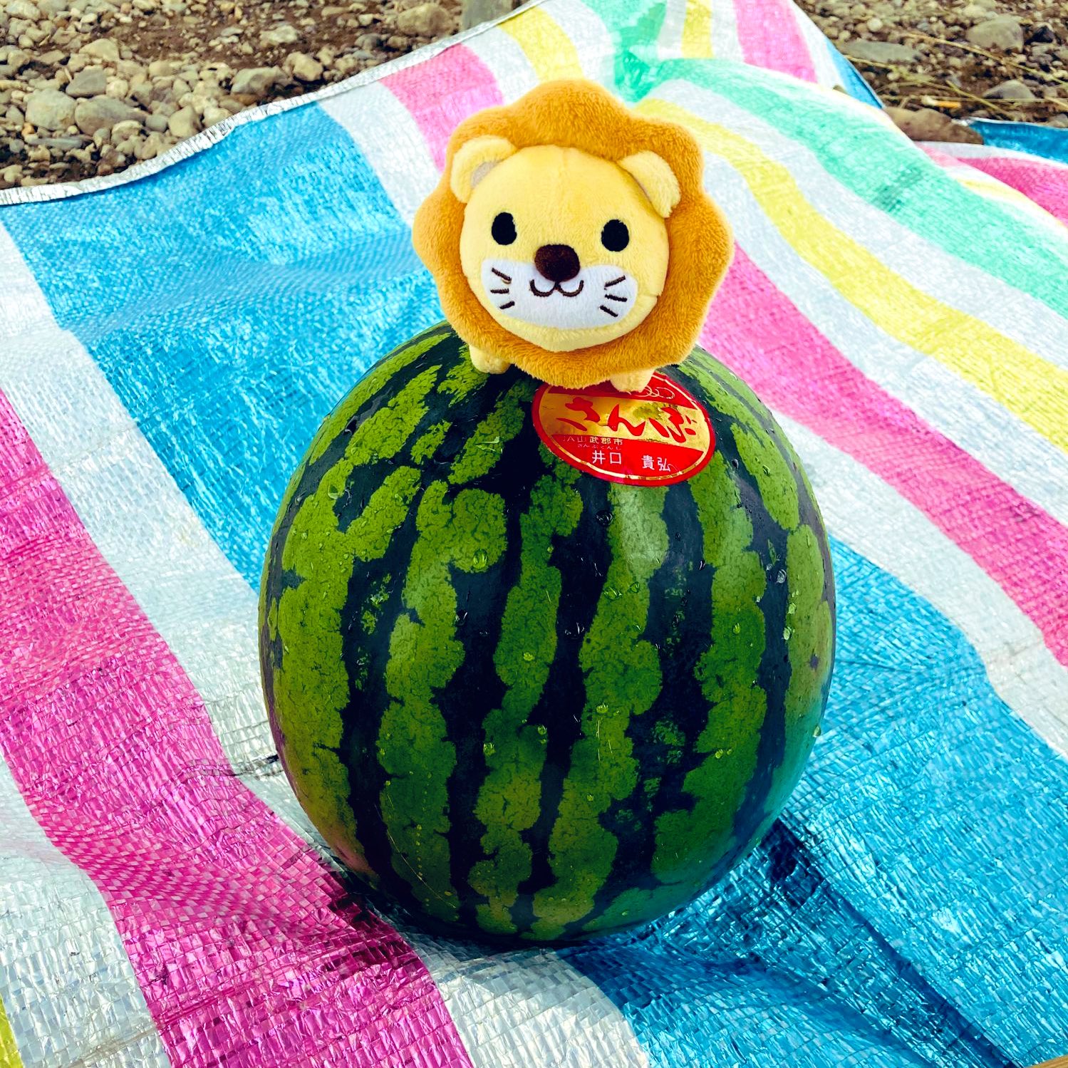 リベシティオフ会